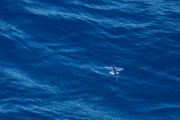 A flying fish leaps out of the deep blue ocean water, its large pectoral fins spread wide like wings as it glides above the rippling surface, which is scattered with sparkling reflections of sunlight.